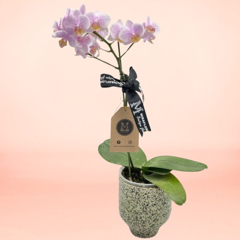 Orquídea Glow 1 vara