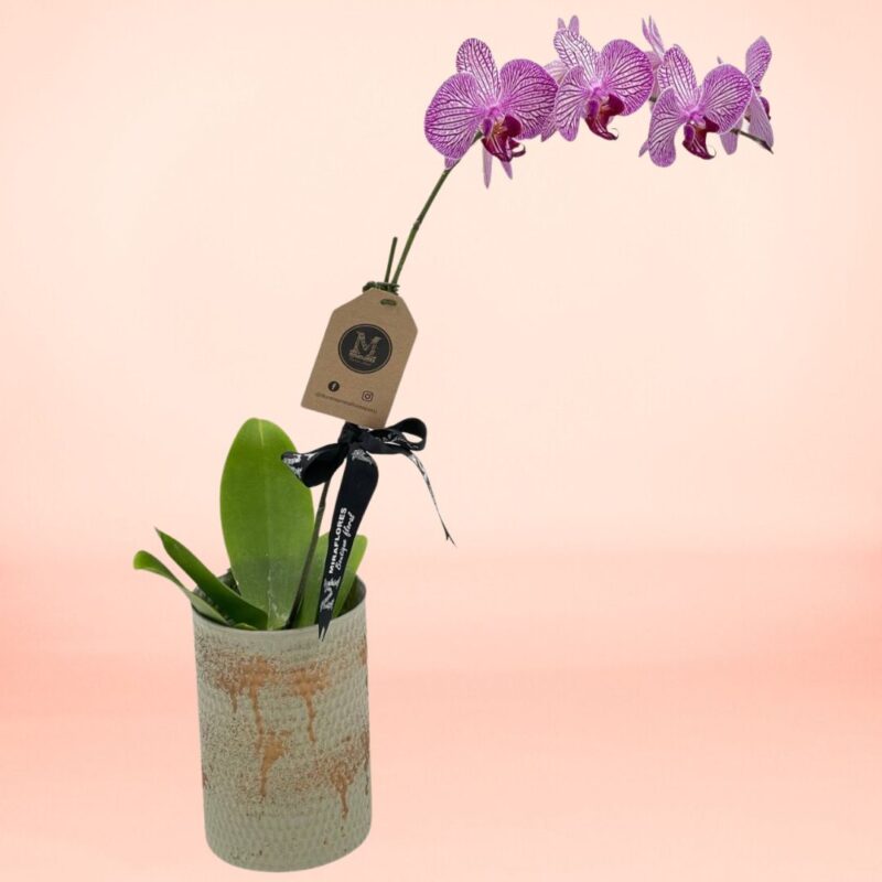 Orquídea Amethyst