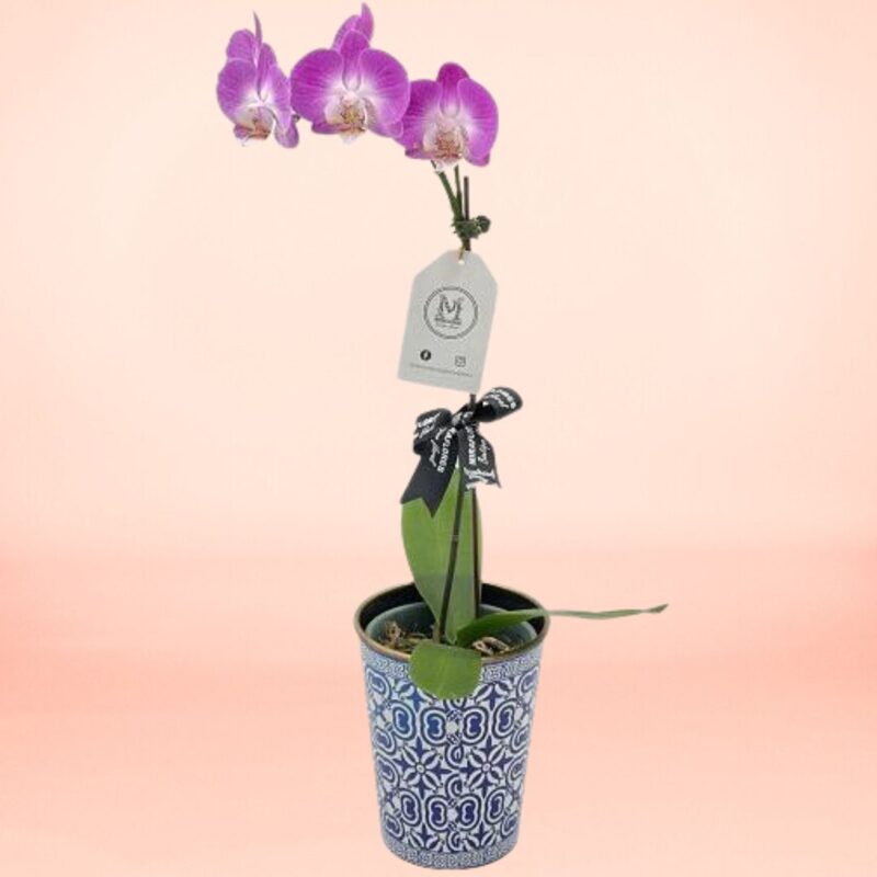 Orquídea Ivory Serenity