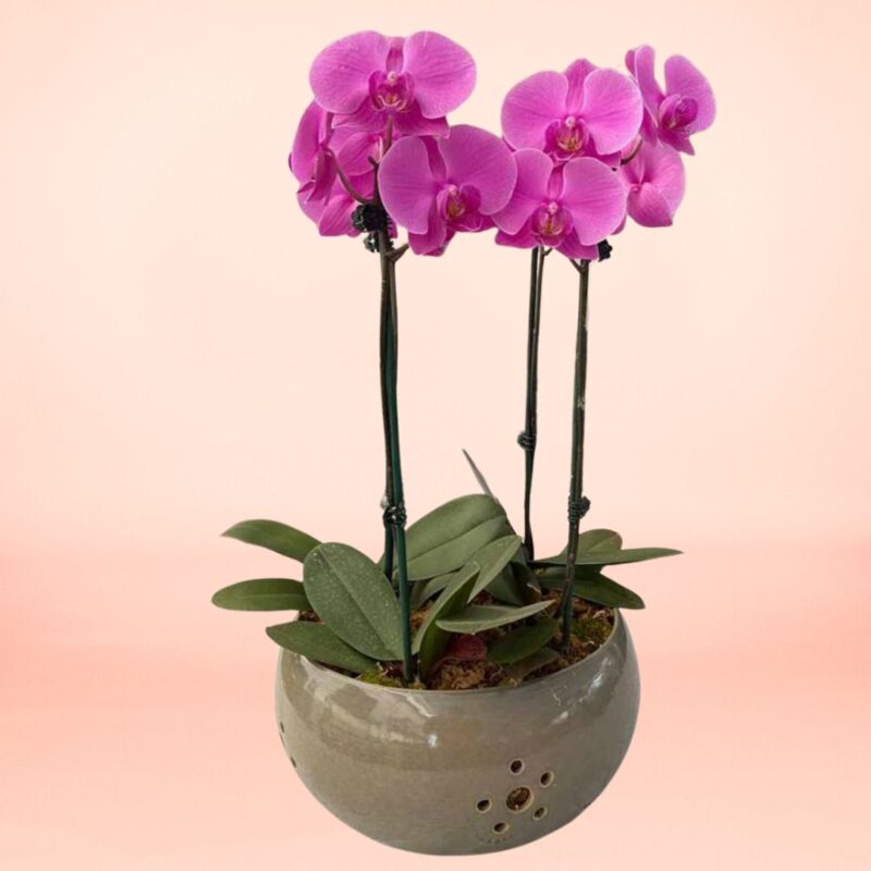 Orquídea Fucsia 3 varas