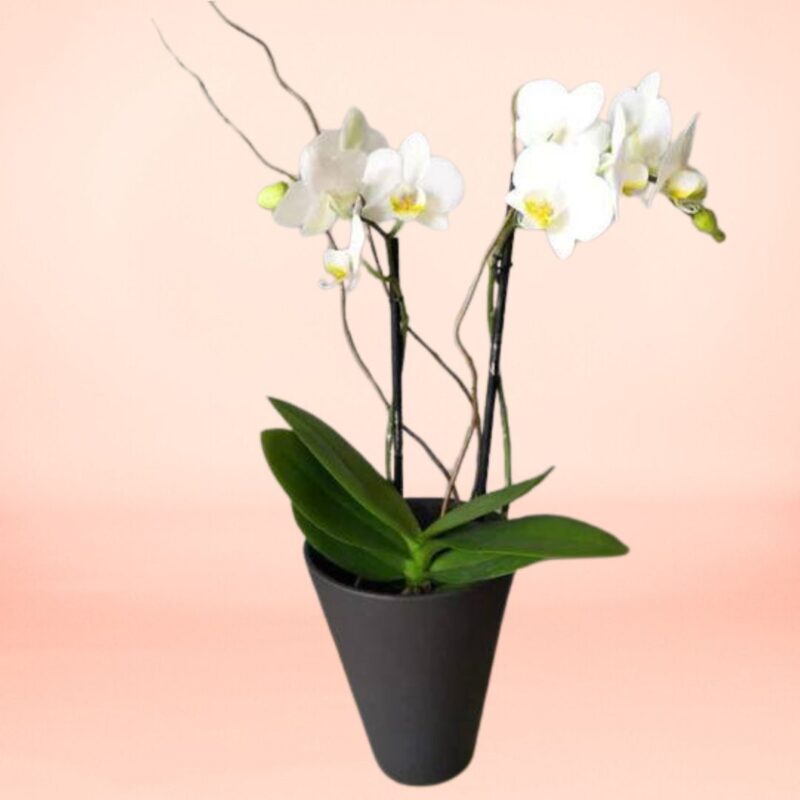 Orquídea Blanca 2 varas