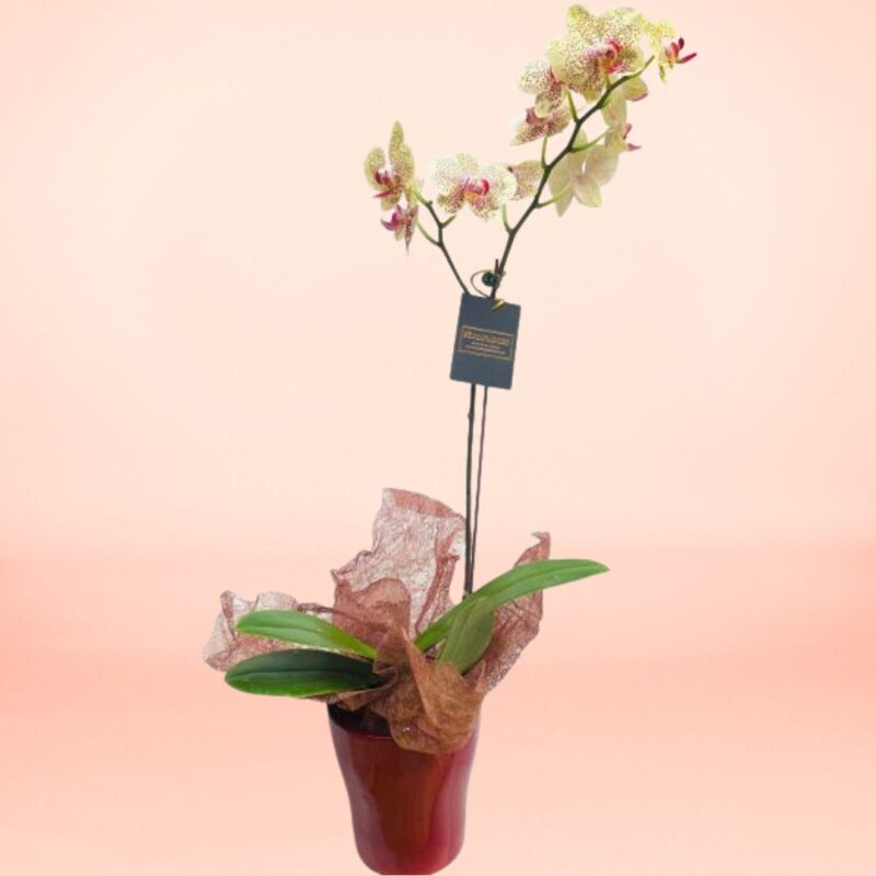 Orquídea Dream
