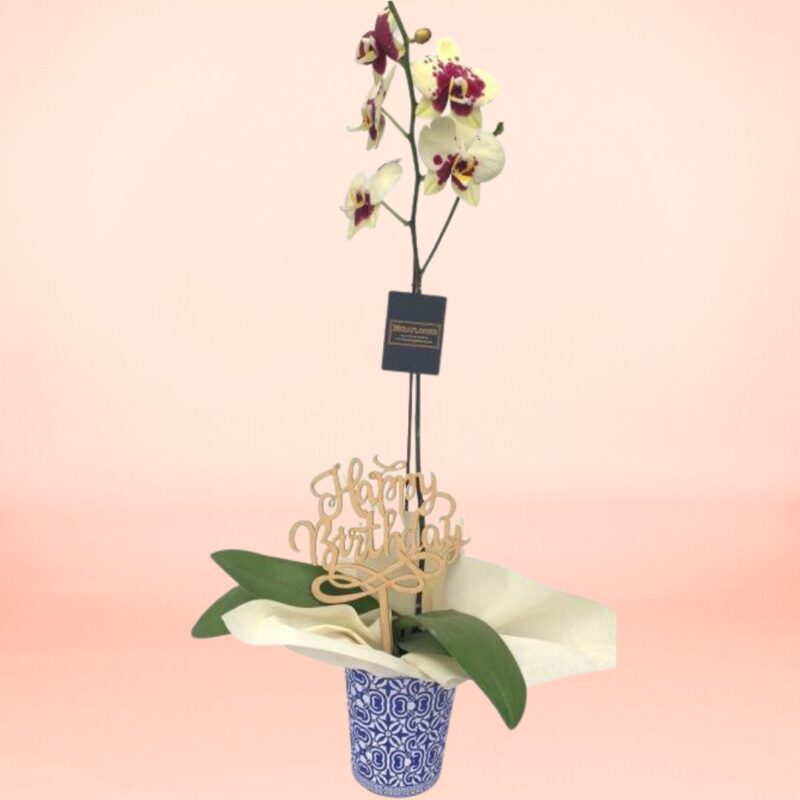 Orquídea Bloom