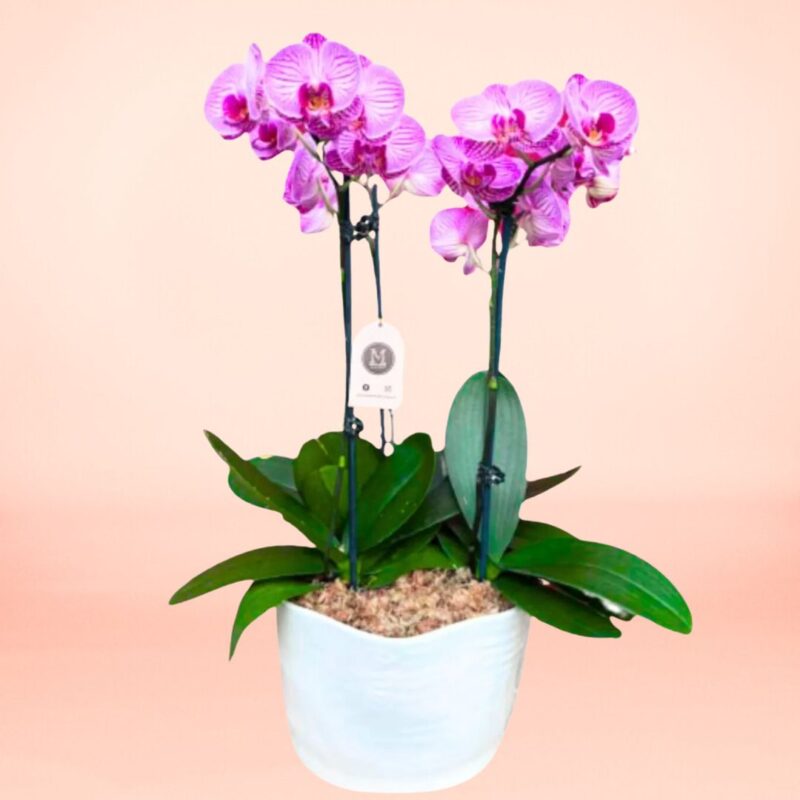 Orquídea Fucsia