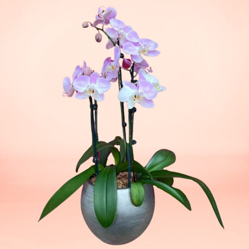 Orquídea Belleza 3 varas