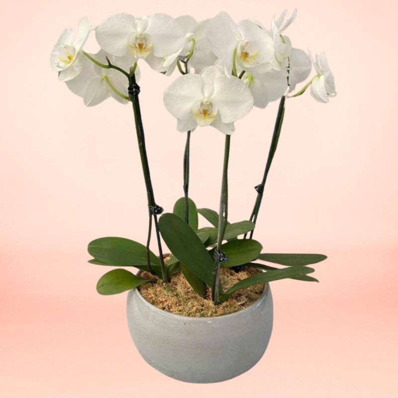 Orquídea Blanca 4 varas