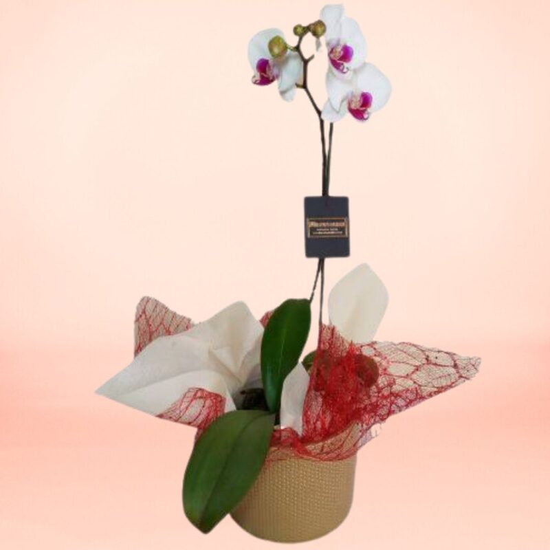 Orquídea Encanto Real