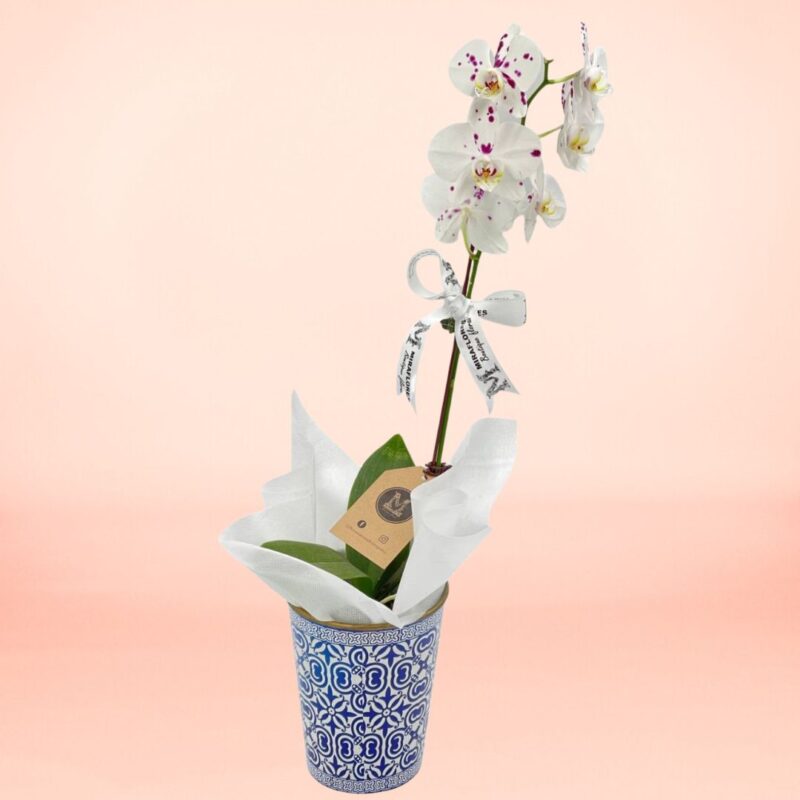 Orquídea blanca jaspeada 1 vara