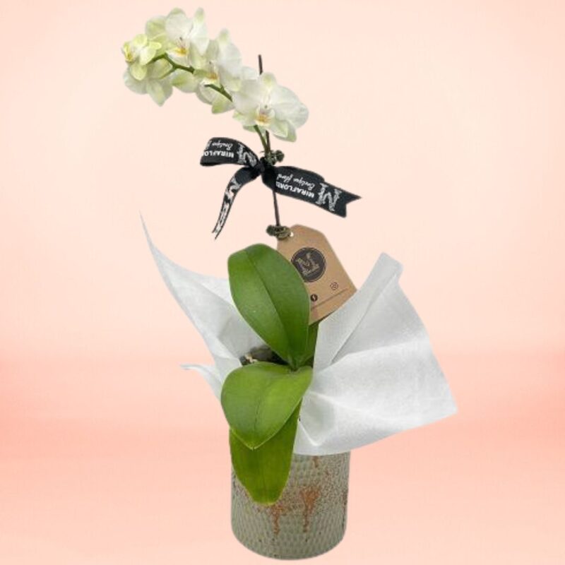 Orquídea Esencia