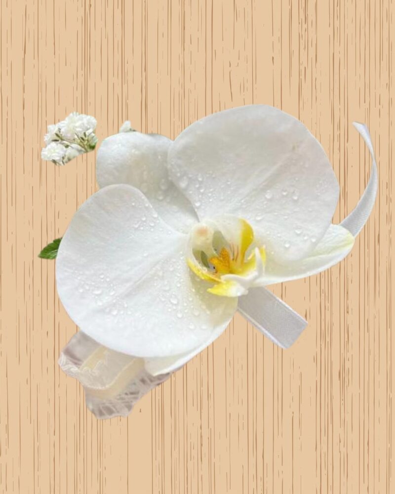 Orquídea Blanca