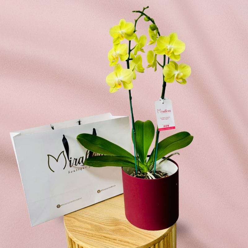Orquidea 2 Varas