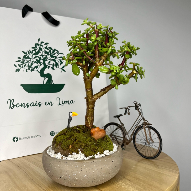 Bonsai de la Felicidad