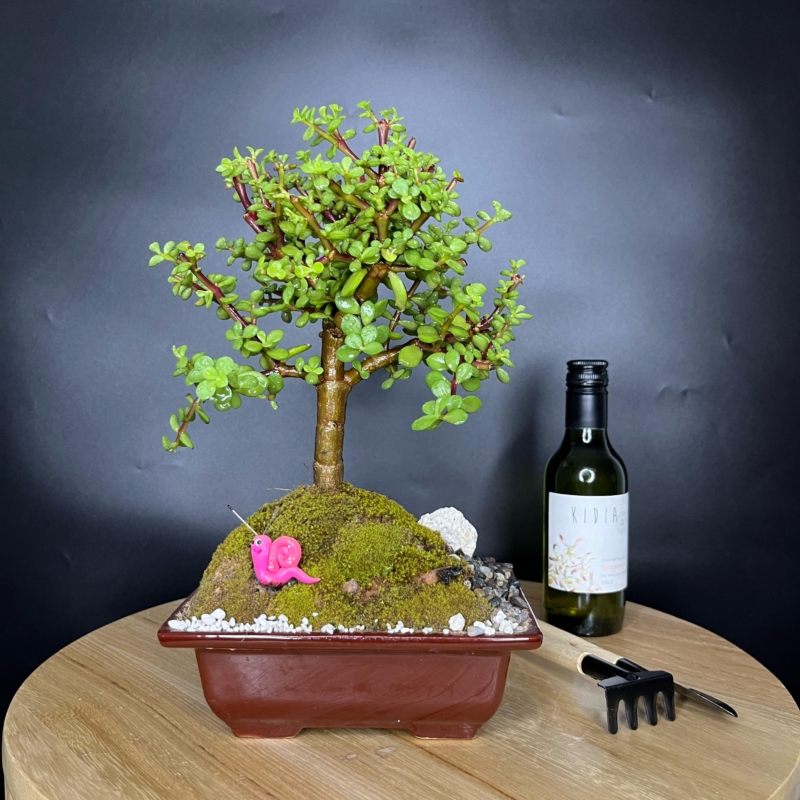 Bonsai de la prosperidad