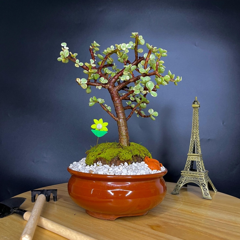 Bonsai Jade