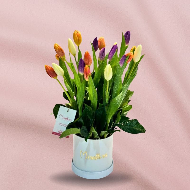 Box Tulips