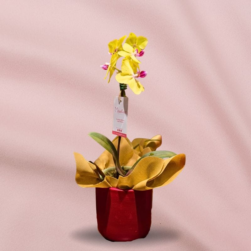 Orquídea Amarilla