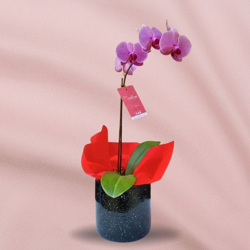 Orquídea Lila