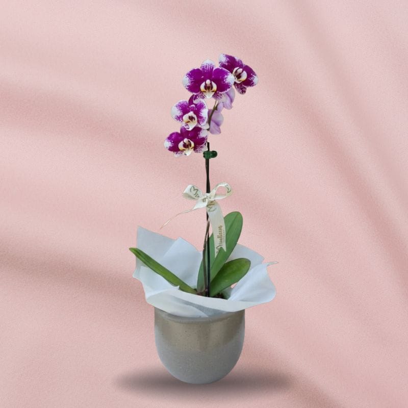 Orquídea Morada