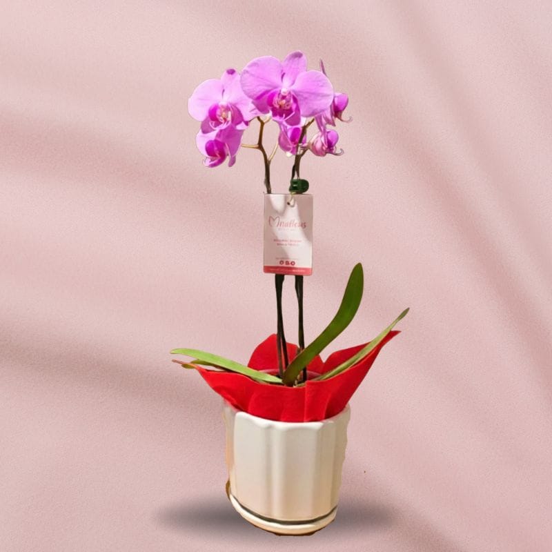 Orquídea Lila