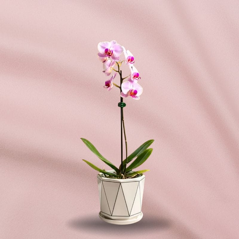 Orquídea Rosada